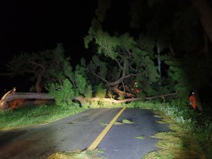 台風24号の暴風による倒木